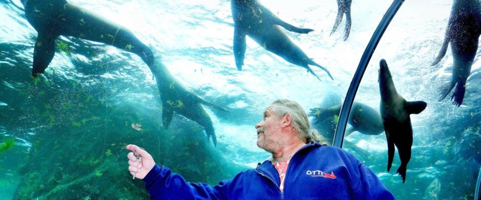 29.11.2018 Hobbytaucher im Zoo hat die Seelöwen immer an seiner Seite